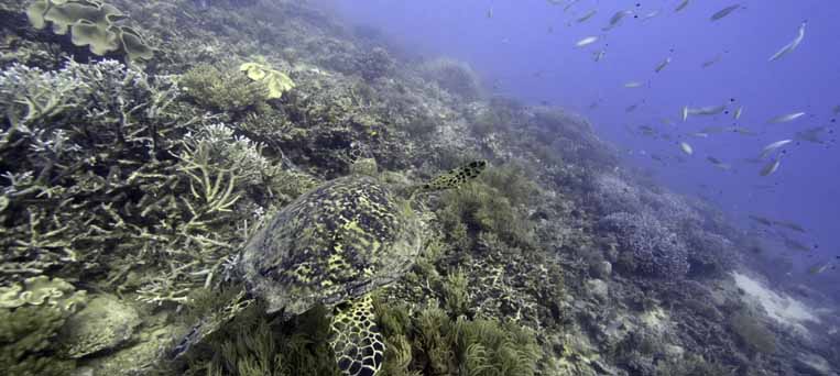 FP - Sea - Image